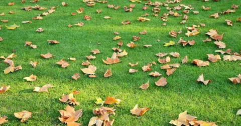 Leaves Can Suffocate Your Lawn