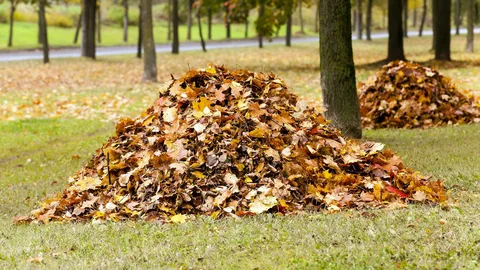 Leaf Piles Attract Pests and Wildlife