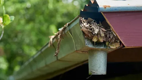 Leaves Can Clog Gutters and Cause Home Damage